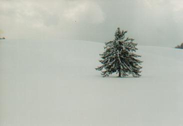 クリスマスツリー