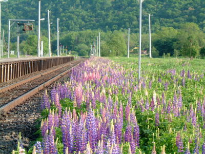 駅のルピナス 6:11