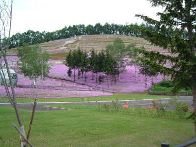 芝桜公園 14:33