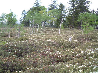 硫黄山つつじヶ原 5:31